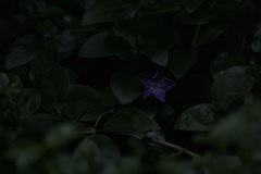 Vinca