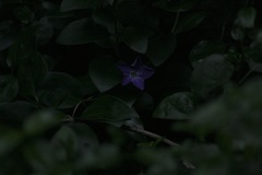 Vinca