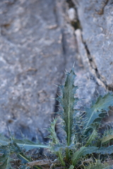 Cirsium turneri