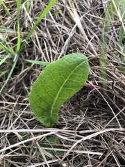 Berkheya setifera