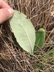 Berkheya setifera