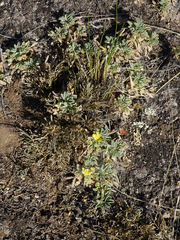 Potentilla acaulis