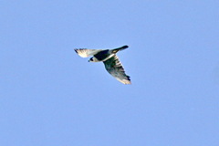 Falco peregrinus