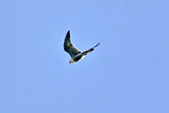 Falco peregrinus