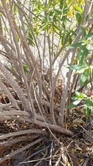 Vallesia laciniata