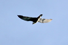 Falco peregrinus