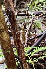 Diploderma polygonatum ishigakiense