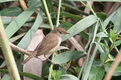 Acrocephalus scirpaceus baeticatus