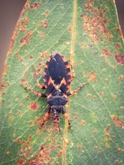 Sphedanocoris sabulosus