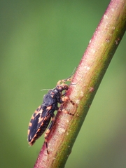 Sphedanocoris sabulosus