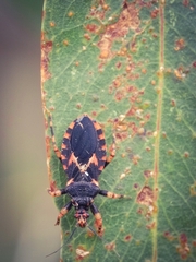 Sphedanocoris sabulosus