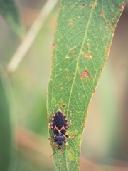 Sphedanocoris sabulosus
