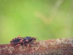 Sphedanocoris sabulosus
