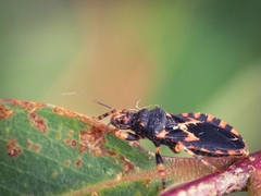 Sphedanocoris sabulosus