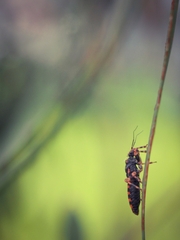 Sphedanocoris sabulosus