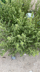 Salsola kali