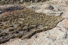 Selaginella sanguinolenta