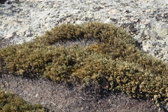 Selaginella sanguinolenta