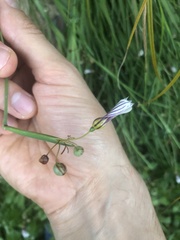 Sisyrinchium micranthum