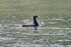 Melanitta stejnegeri