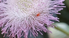 Acariformes