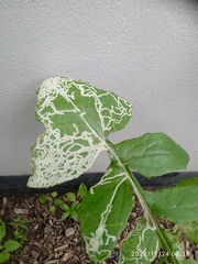 Phytomyza syngenesiae