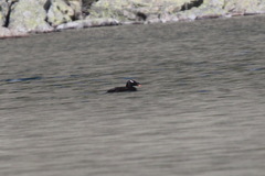 Melanitta stejnegeri