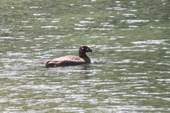 Melanitta stejnegeri