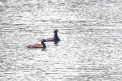 Melanitta stejnegeri