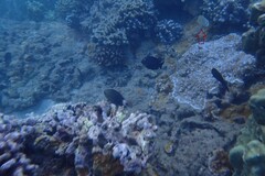 Chaetodon multicinctus