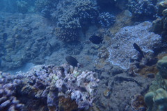 Chaetodon multicinctus
