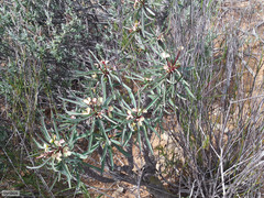Euphorbia loricata
