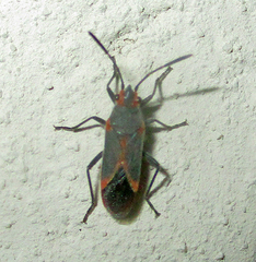 Caenocoris nerii