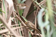 Acrocephalus scirpaceus baeticatus