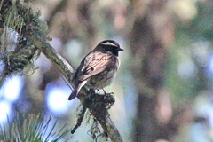 Prunella atrogularis