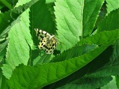 Pseudopanthera macularia