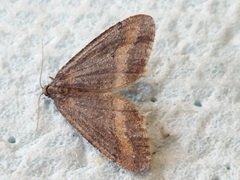 Erannis declinans