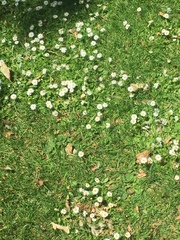 Bellis perennis