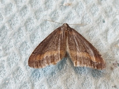 Erannis declinans