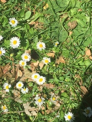 Bellis perennis