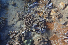 Parupeneus multifasciatus