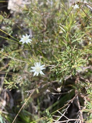 Actinotus minor