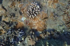 Chaetodon multicinctus