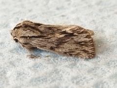 Asteroscopus sphinx