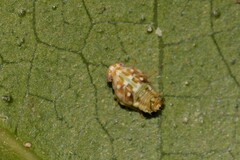 Ricaniidae