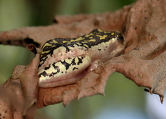 Hyperolius marmoratus marmoratus