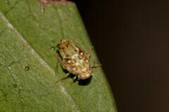 Ricaniidae