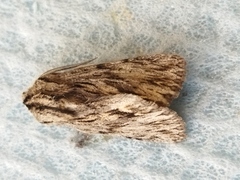 Asteroscopus sphinx