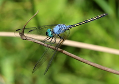 Trithemis stictica