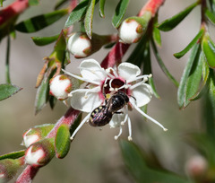 Euhesma crabronica